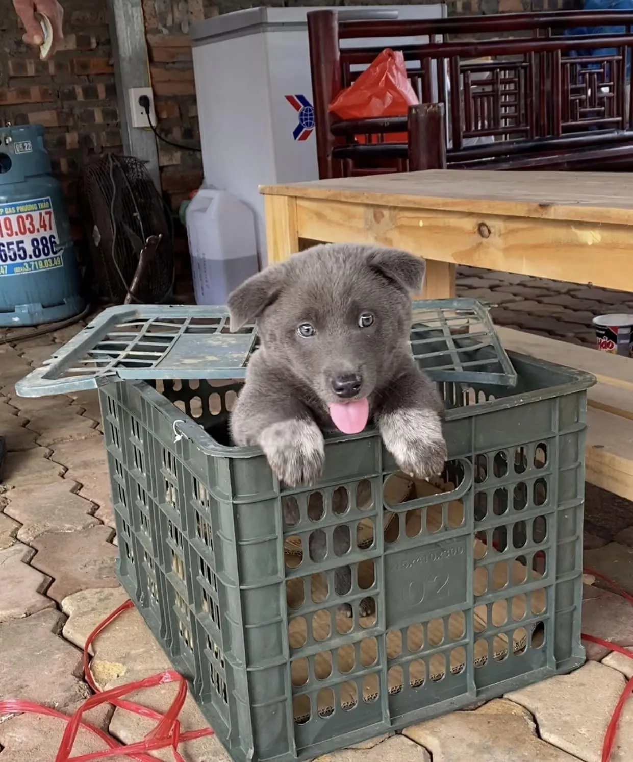 chu-cho-dui-voi-bieu-cam-hai-huoc-qua-doi-do-ran-can