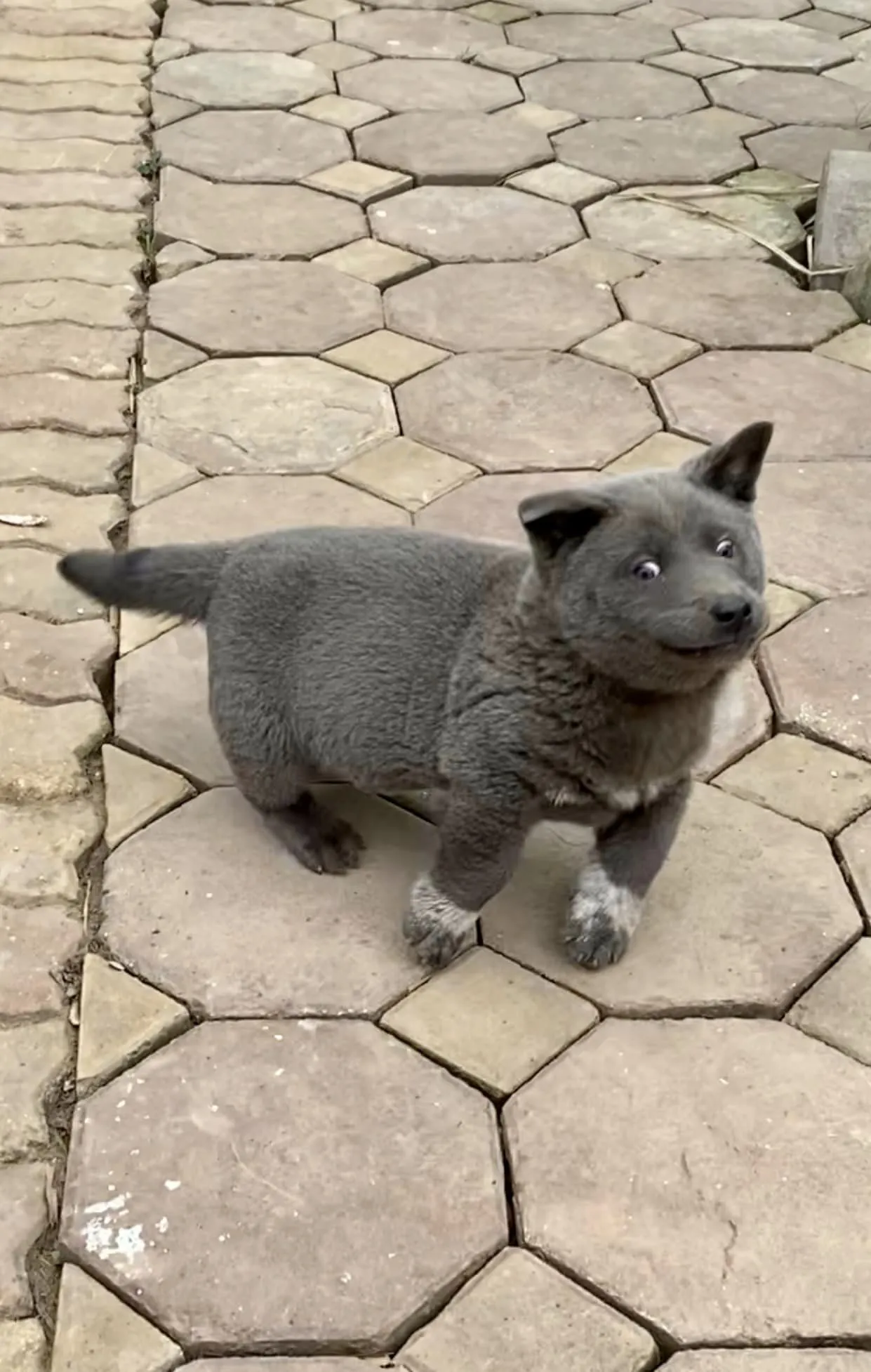 chu-cho-dui-voi-bieu-cam-hai-huoc-qua-doi-do-ran-can-1