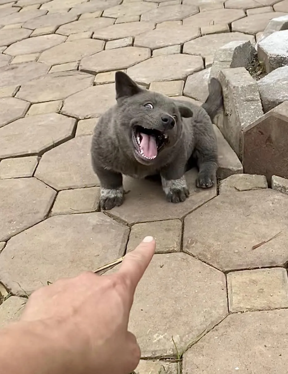 chu-cho-dui-voi-bieu-cam-hai-huoc-qua-doi-do-ran-can-4