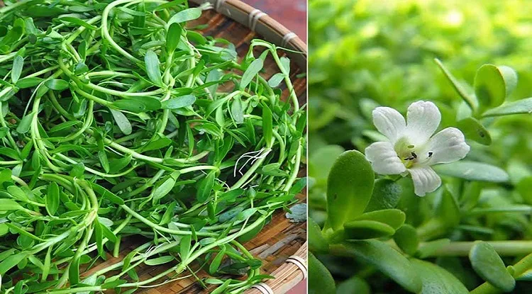 rau-sam-pho-bien-o-viet-nam-co-tac-dung-truong-tho-3