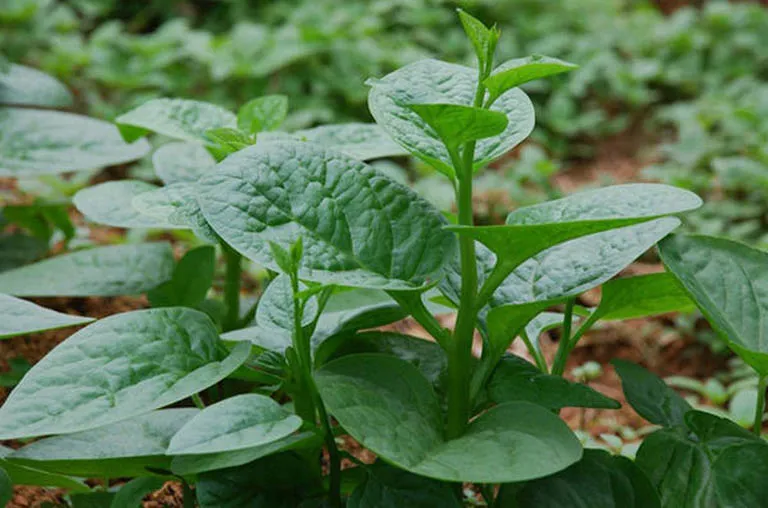 rau-mong-toi-co-tac-dung-ngan-ngua-ung-thu