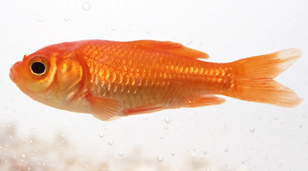 3-loai-thit-nguoi-trung-quoc-khong-an