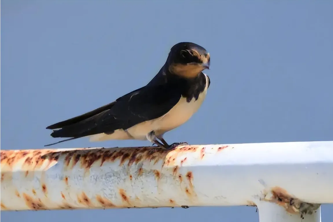 3-loai-thit-nguoi-trung-quoc-khong-an-2