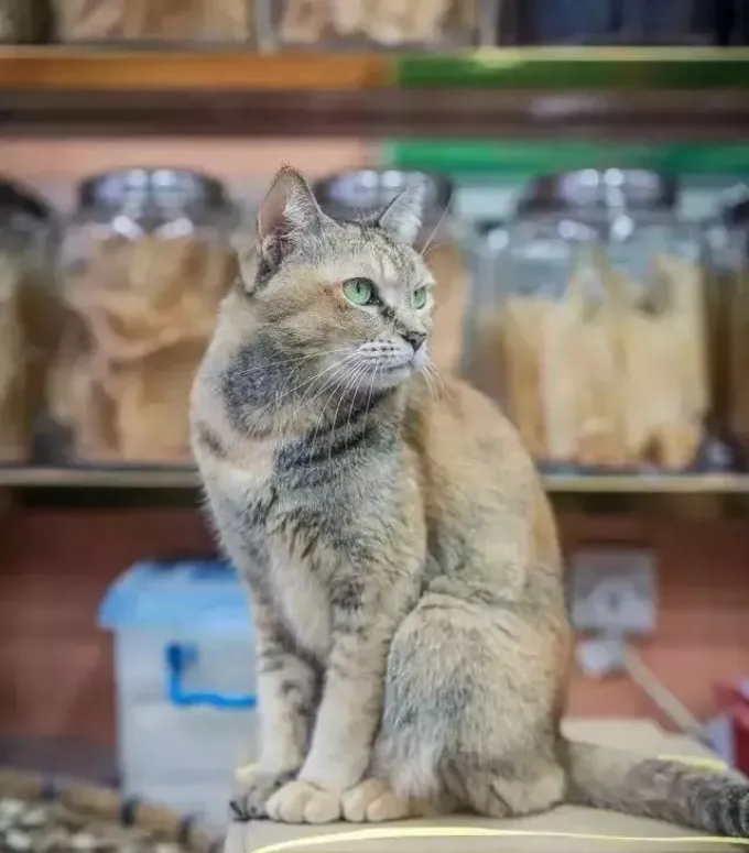 3-loai-thit-nguoi-trung-quoc-khong-an-3