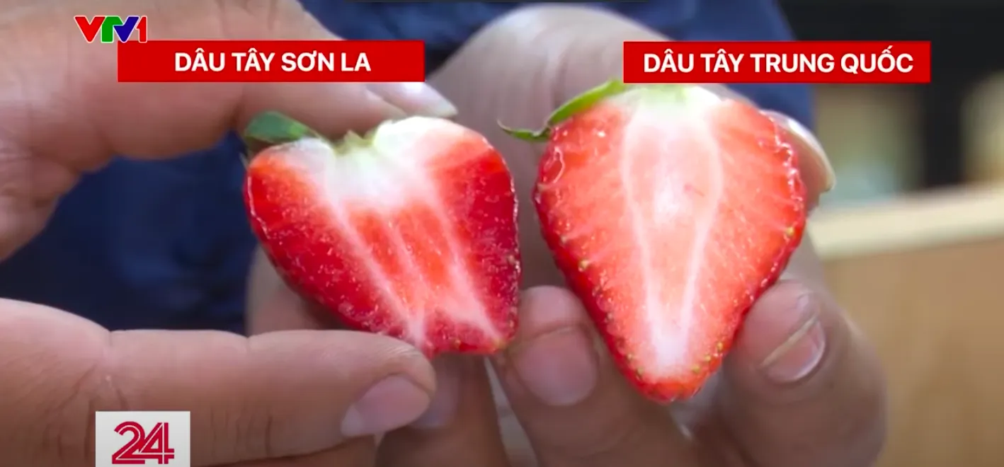 cach-phan-biet-dau-tay-son-la-va-trung-quoc-1