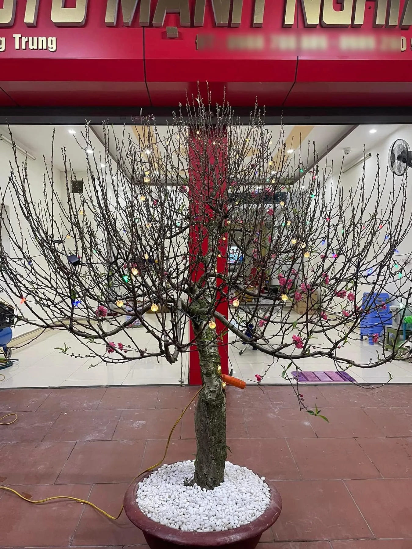 gia-chu-hoang-hot-khi-cay-dao-thue-bi-trom-dip-sat-tet