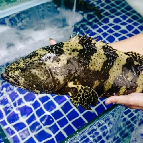 cong-ty-o-quang-ninh-tang-ca-song-cho-nhan-vien-an-tet-1