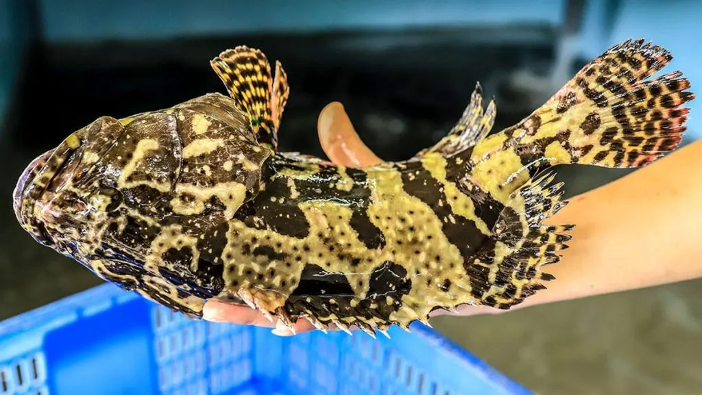 cong-ty-o-quang-ninh-tang-ca-song-cho-nhan-vien-an-tet-2