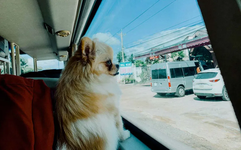 co-duoc-dem-cho-meo-len-xe-khach-hay-khong-1