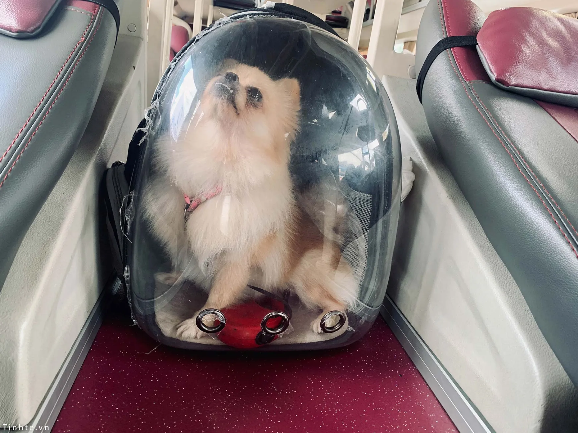 co-duoc-dem-cho-meo-len-xe-khach-hay-khong