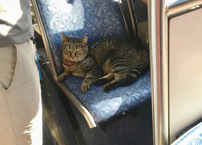 co-duoc-dem-cho-meo-len-xe-khach-hay-khong-2