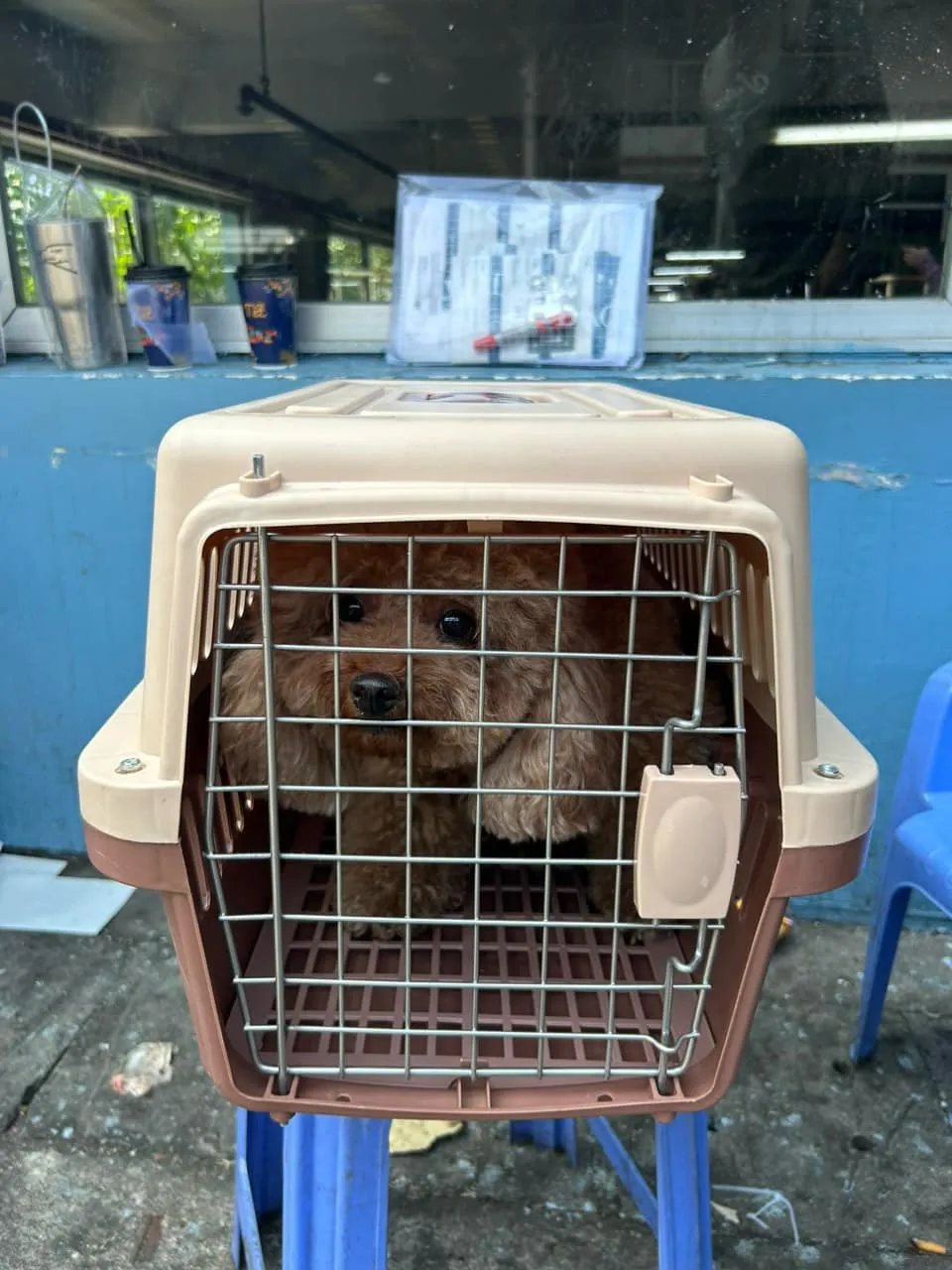 cho-cung-cua-chau-bui-qua-doi-tren-may-bay-2