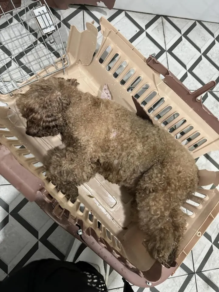 cho-cung-cua-chau-bui-qua-doi-tren-may-bay