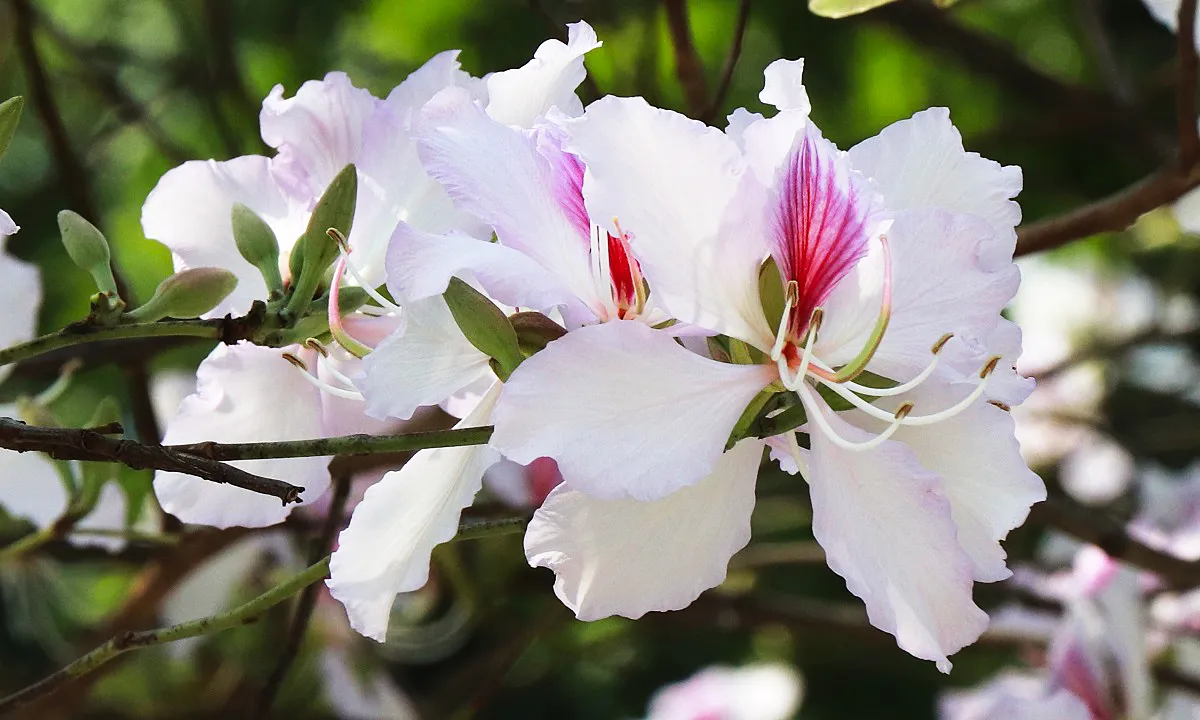 phat-hien-chong-van-con-tuong-tu-nguoi-yeu-cu