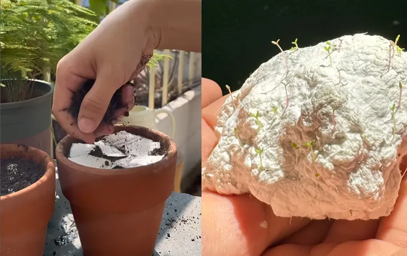 thiep-cuoi-minh-tu-nay-mam-ra-cay-gi (2)