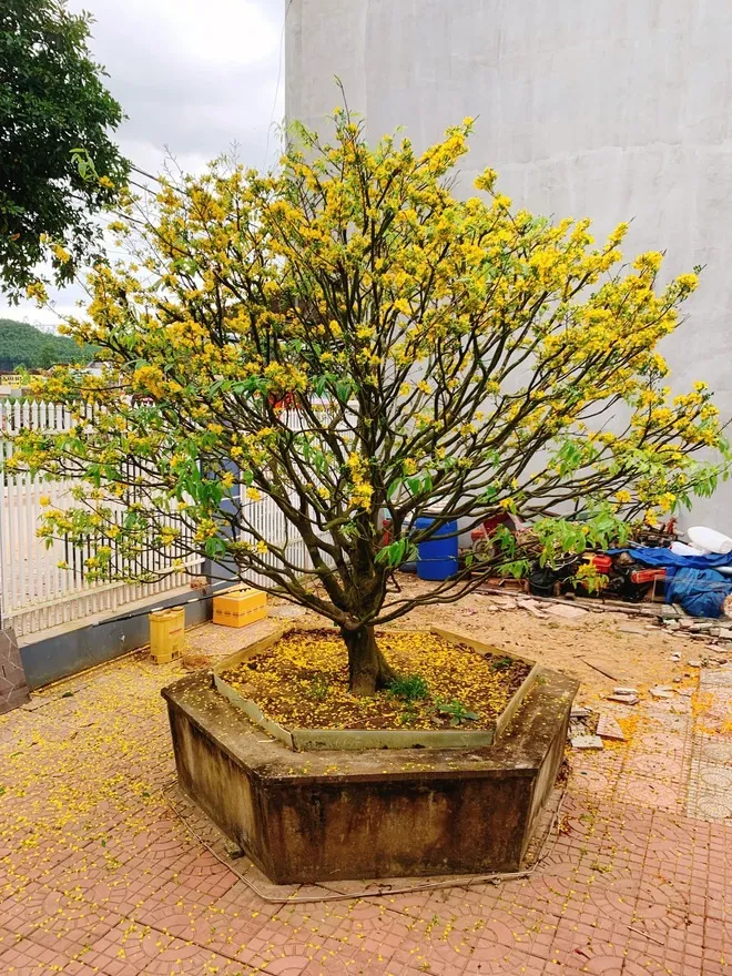 yeah1-co-ngoi-cua-hoa-hau-y-nhi (5)