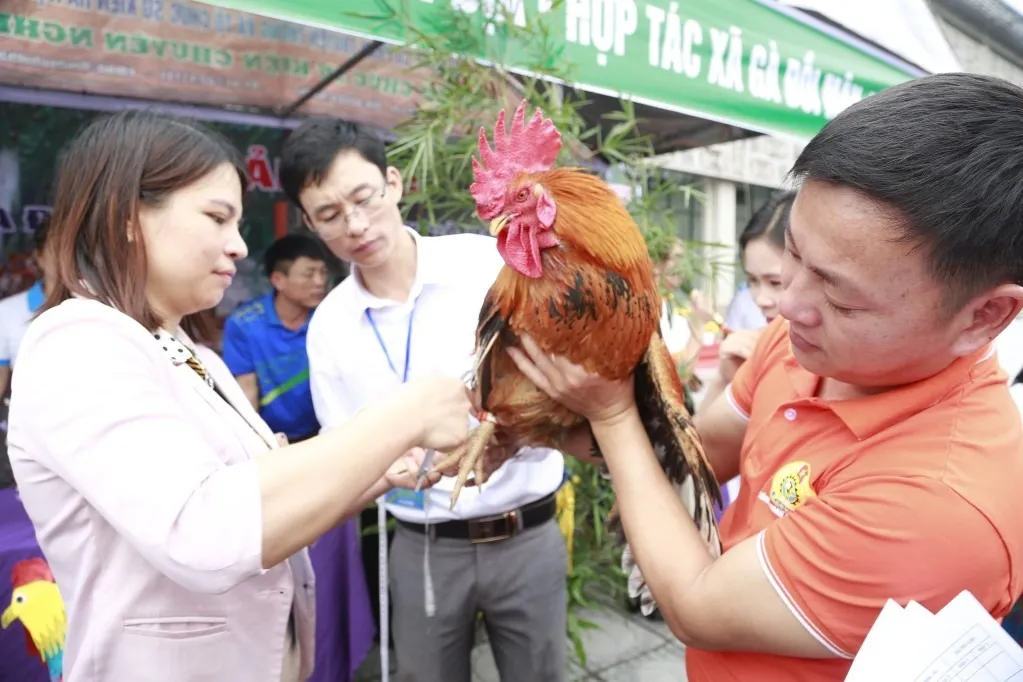 yeah1-quang-ninh-to-chuc-hoa-hau-ga (2)