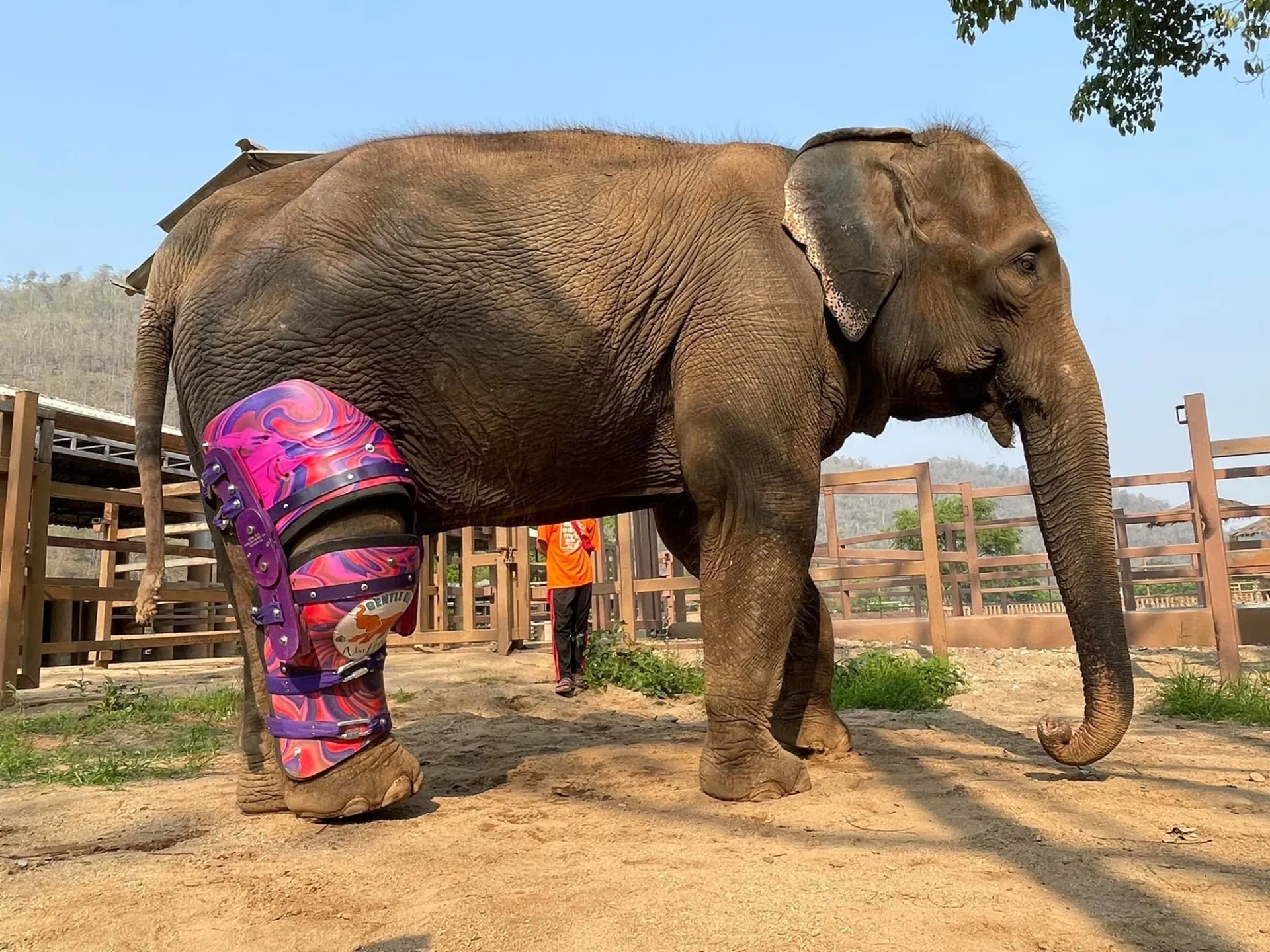 vi-sao-voi-co-the-song-sot-khi-bi-gay-chan-con-ngua-thi-tim-cach-an-tu (2)