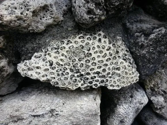 tai-sao-bay-gio-1-ngay-co-24-tieng (2)