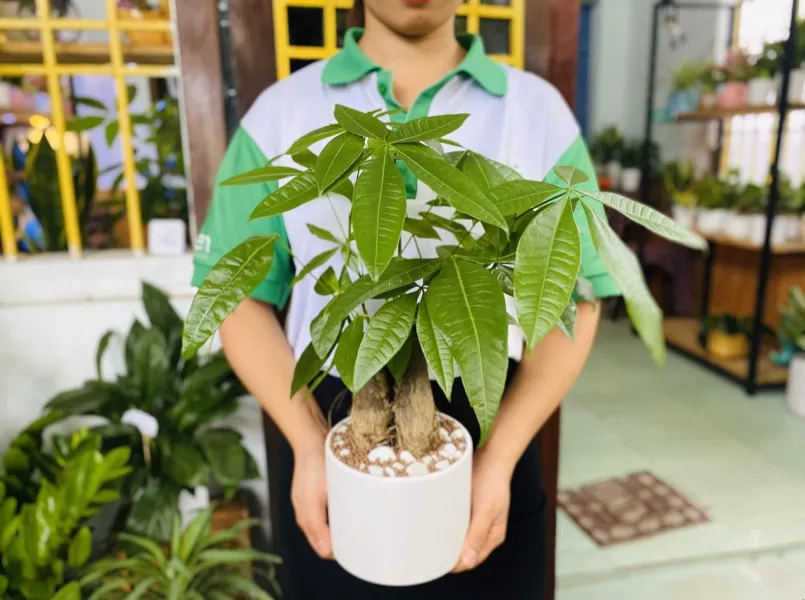 nhung-thu-nen-mua-dau-nam (7)