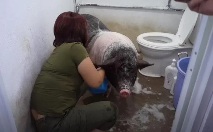 nguoi-phu-nu-cung-chieu-heo-nhu-con-ruot (4)