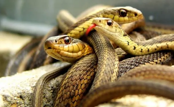 mo-thay-ran-la-diem-gi-giai-ma-bi-an-dang-sau-giac-mo (3)