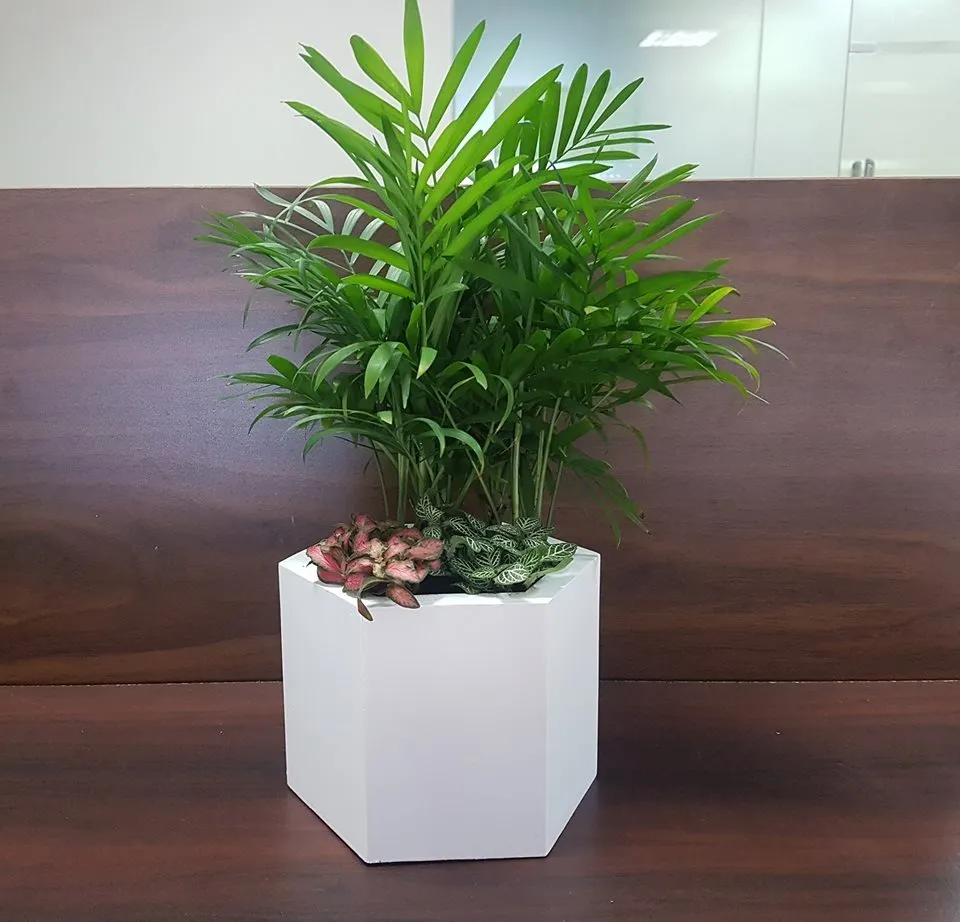 menh-hoa-hop-cay-gi (4)