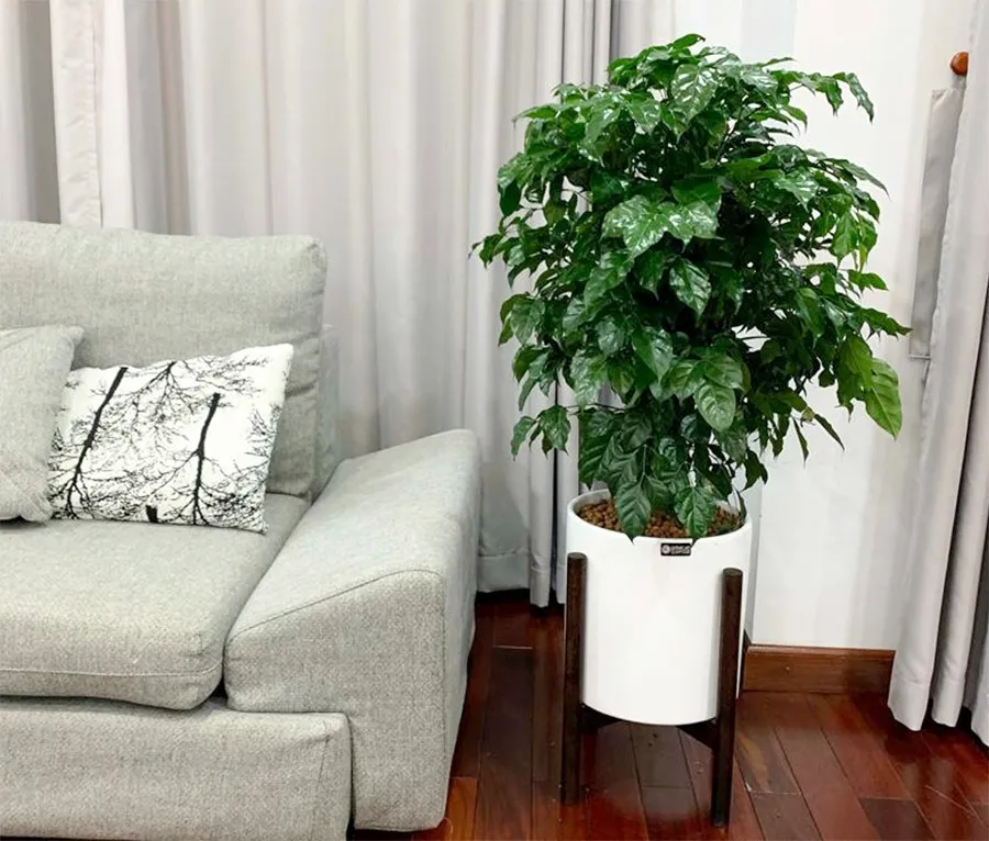 menh-kim-hop-cay-gi (1)