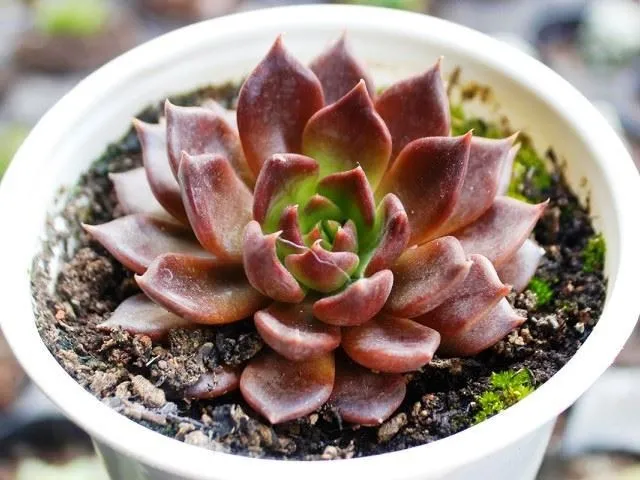 menh-kim-hop-cay-gi (2)