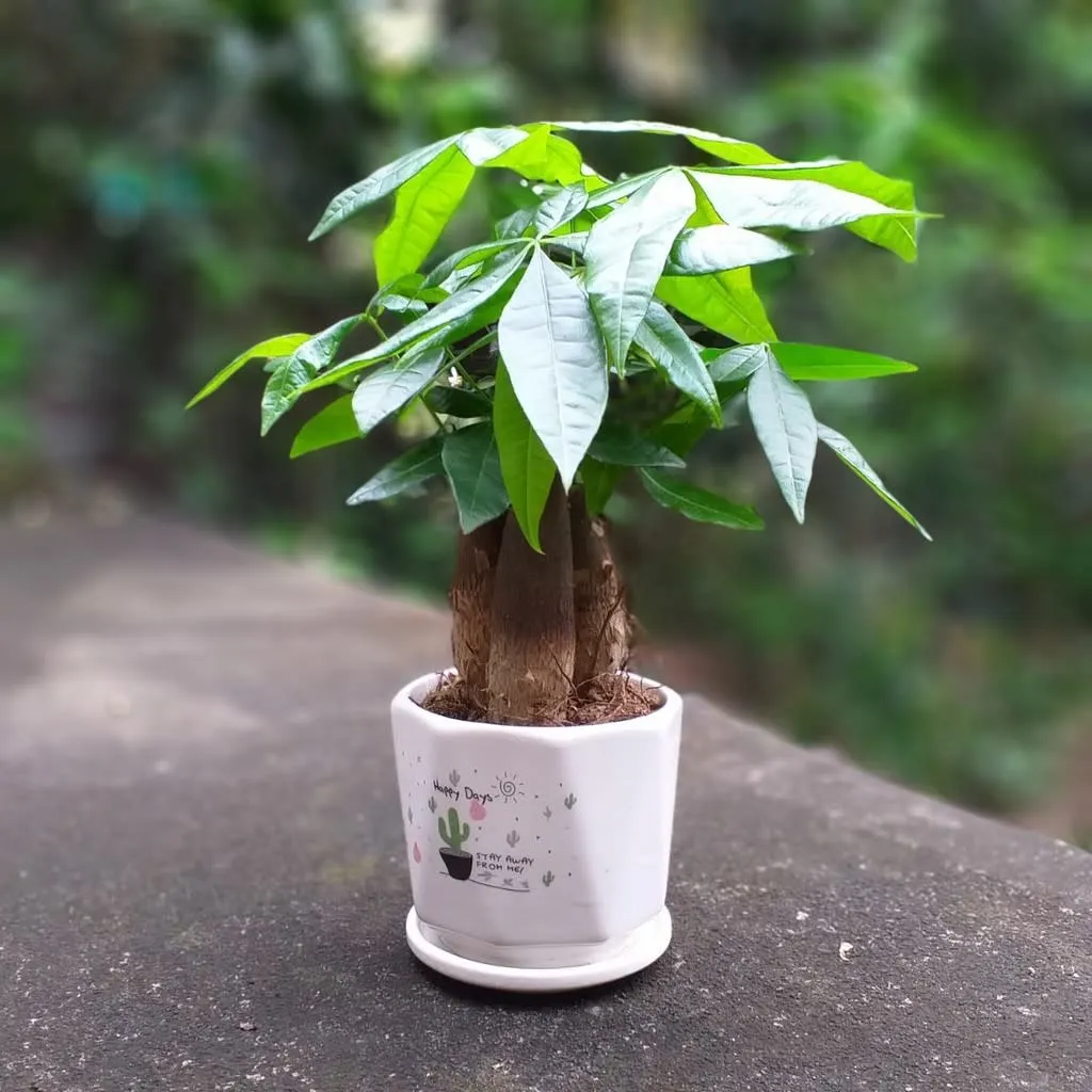 menh-kim-hop-cay-gi (7)