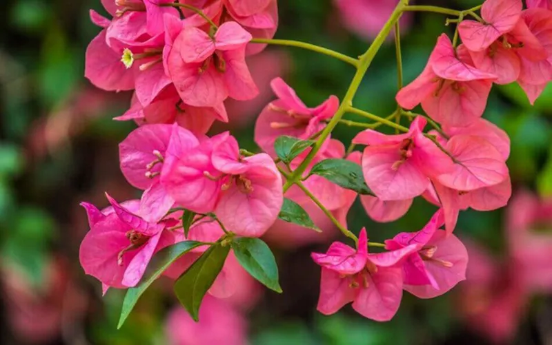 hoa-giay-co-an-duoc-khong-cong-dung-hoa-giay-1