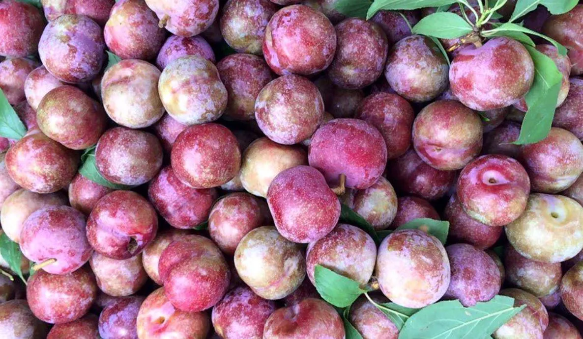 chi-can-an-mot-qua-mua-he-co-the-tri-benh-xuong-khop-dai-trang-1