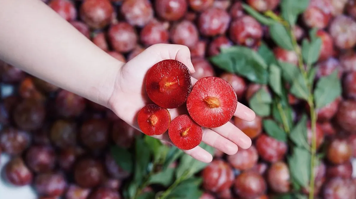 chi-can-an-mot-qua-mua-he-co-the-tri-benh-xuong-khop-dai-trang-2