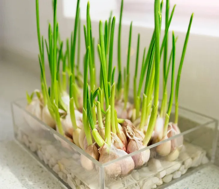 loai-gia-vi-duoc-goi-la-than-duoc-cua-nguoi-ngheo-benh-vat-an-vao-khoi-ngay-6