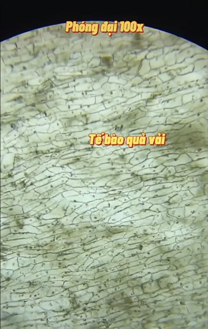 soi-qua-vai-duoi-kinh-hien-vi-thay-vat-la-cu-dong-khong-ai-biet-bi-mat-nay-