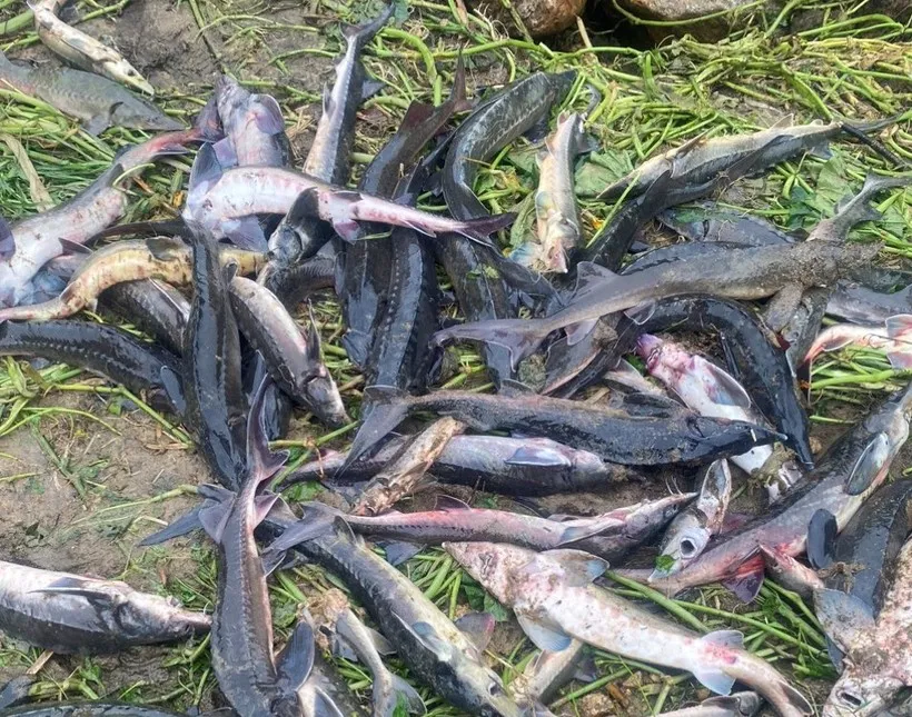 mua-lon-hang-tan-ca-tam-do-ve-nguoi-thi-nhau-bat-nguoi-khoc-vi-mat-trang-3