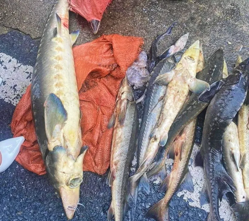 mua-lon-hang-tan-ca-tam-do-ve-nguoi-thi-nhau-bat-nguoi-khoc-vi-mat-trang-4