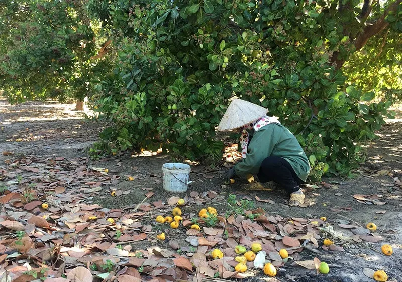 viet-nam-lap-ky-luc-moi-khien-quoc-te-than-phuc-tang-72-hang-vuon-len-top-dau-the-gioi-3