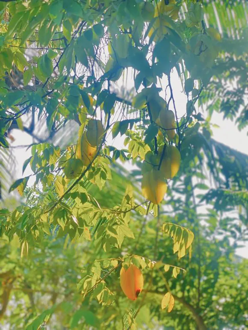 nha-vuong-rong-10000m2-cua-co-ns-giang-coi-ra-sao-sau-2-nam-ra-di-5