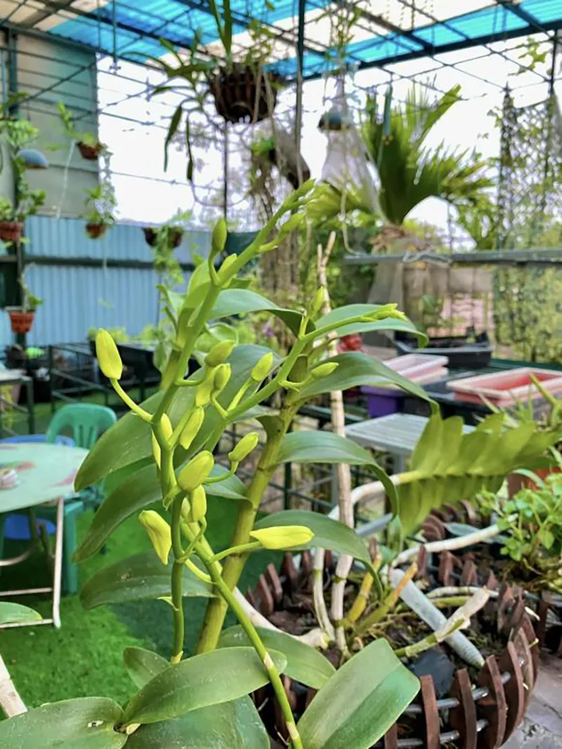 nha-vuong-rong-10000m2-cua-co-ns-giang-coi-ra-sao-sau-2-nam-ra-di-6