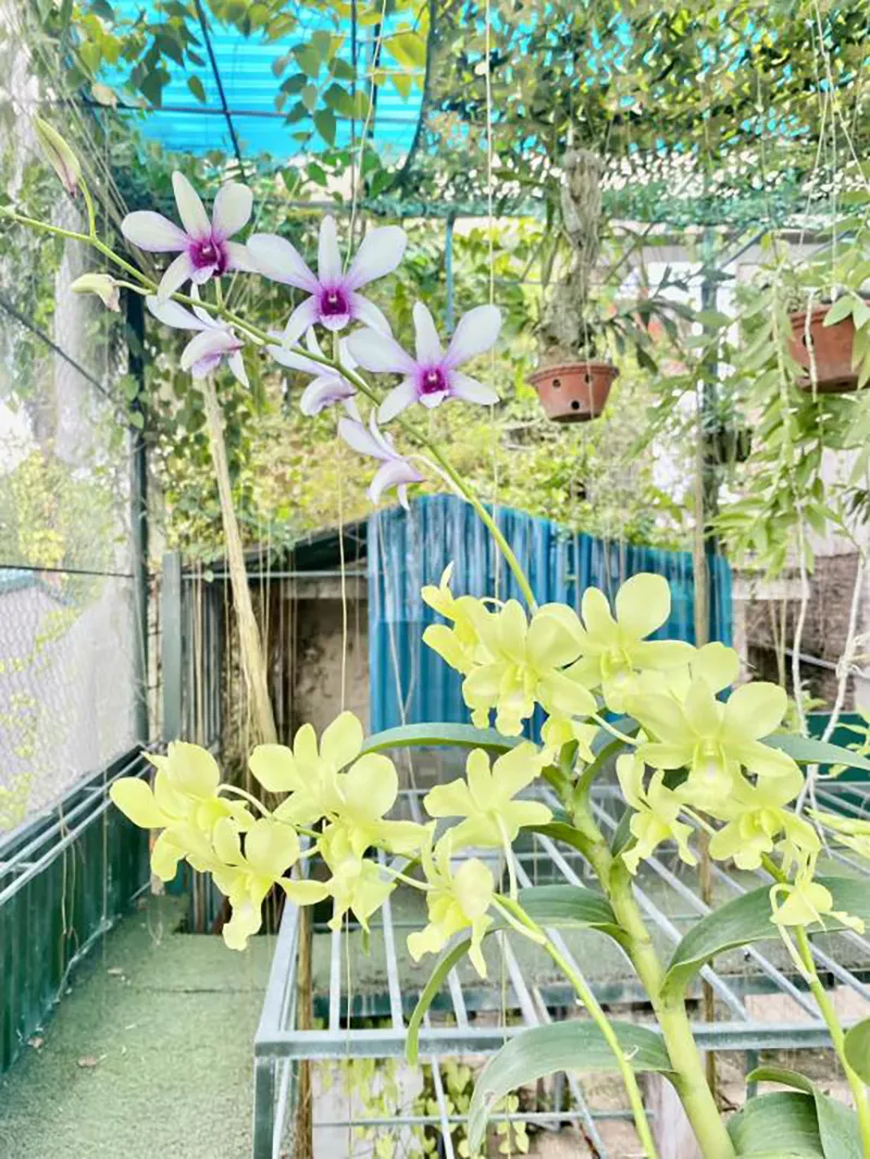 nha-vuong-rong-10000m2-cua-co-ns-giang-coi-ra-sao-sau-2-nam-ra-di-7