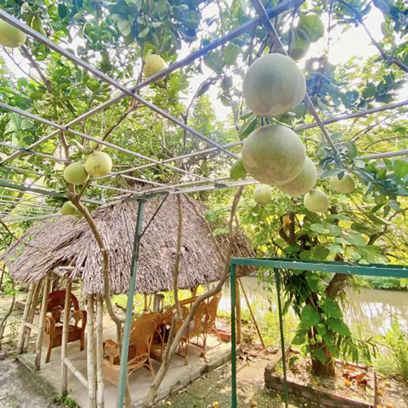 nha-vuong-rong-10000m2-cua-co-ns-giang-coi-ra-sao-sau-2-nam-ra-di-8