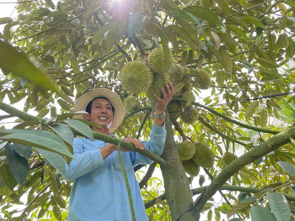 vi-sao-goi-la-sau-rieng-ma-khong-phai-sau-chung-lien-quan-gi-den-trai-mit-2