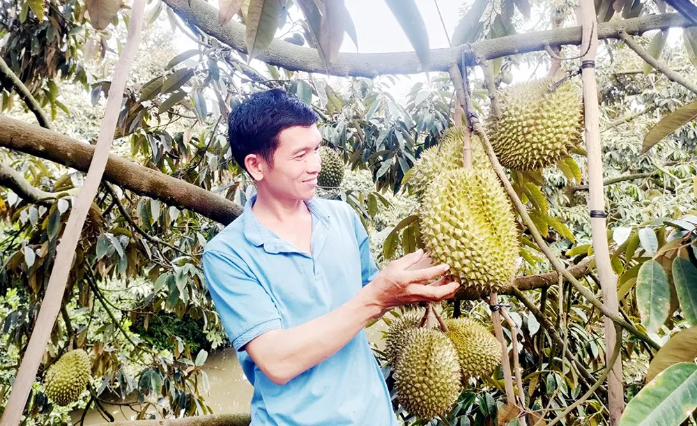 vi-sao-goi-la-sau-rieng-ma-khong-phai-sau-chung-lien-quan-gi-den-trai-mit-3