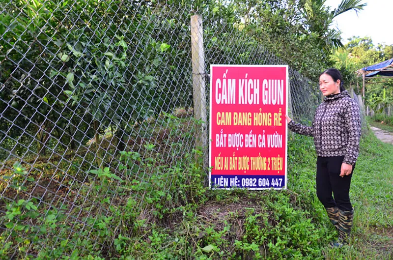 mot-thu-la-rong-dat-viet-nam-chang-ai-them-quan-tam-co-gia-15-trieu-kg-lai-duoc-trung-quoc-san-lung-6
