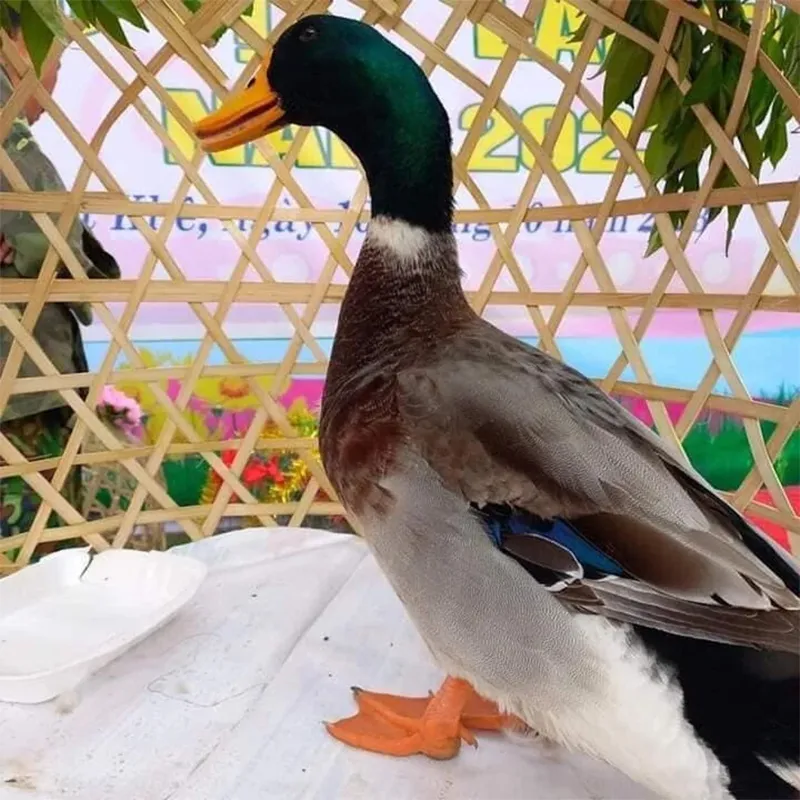 xuat-hien-hoa-hau-vit-tai-viet-nam-tan-hoa-hau-duoc-35-trieu-a-hau-1-va-2-duoc-10-va-6-trieu-dong-2