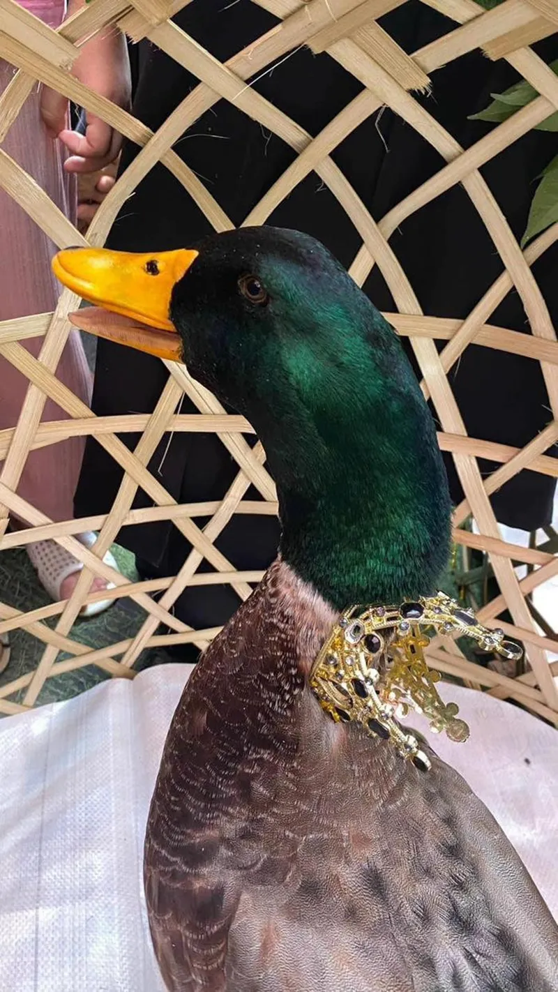 xuat-hien-hoa-hau-vit-tai-viet-nam-tan-hoa-hau-duoc-35-trieu-a-hau-1-va-2-duoc-10-va-6-trieu-dong-5