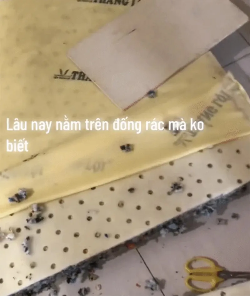 thu-cat-doi-chiec-nem-ngu-gia-chu-bang-hoang-khi-nhin-thay-canh-tuong-dong-rac-an-giau-ben-trong-1