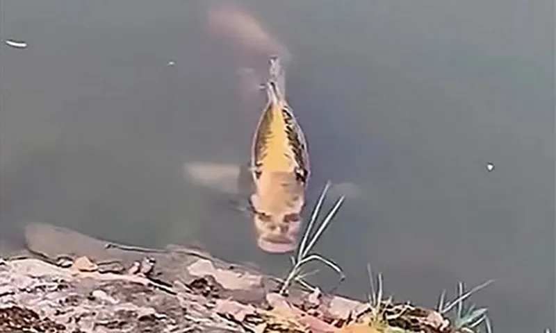 phat-hien-ca-chep-mat-nguoi-luon-lo-sat-mep-ho-ai-chua-biet-thi-ne-tranh-nguoi-biet-chuyen-deu-mung-quynh-1