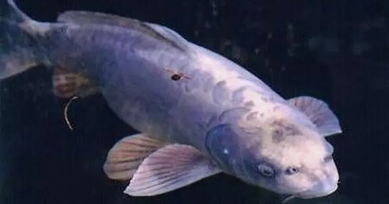 phat-hien-ca-chep-mat-nguoi-luon-lo-sat-mep-ho-ai-chua-biet-thi-ne-tranh-nguoi-biet-chuyen-deu-mung-quynh-